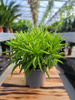 PEPEROMIA HAPPY BEAN P9