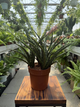 SANSEVIERIA FERNWOOD PUNK P12