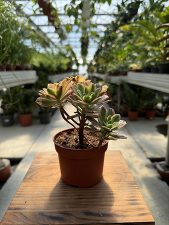 AEONIUM SWEET TEA P10