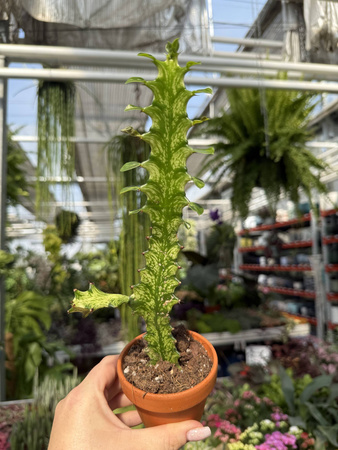 EUPHORBIA LACTEA VARIEGATA P8