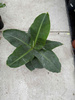 BANANOWIEC ACUMINATA P17