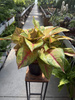 AGLAONEMA GALA RED P19