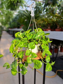 EPIPREMNUM GLOBAL GREEN P16