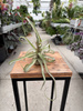TILLANDSIA STREPTOPHYLLA P8