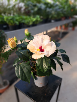 HIBISCUS ADONICUS P13