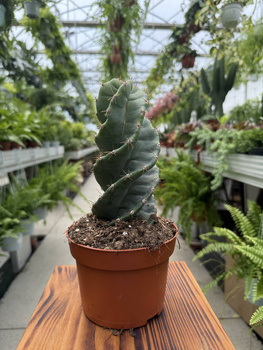 CEREUS SPIRALIS P13