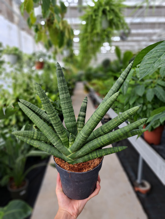 SANSEVIERIA CYLINDRICA BONCEL P14