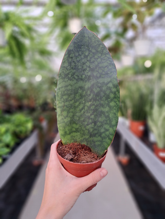 SANSEVIERIA CONGO P10