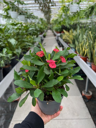 EUPHORBIA VULCANUS P13