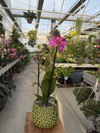PHALENOPSIS PINK FLAMINGO P12