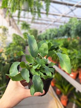 PAPROĆ PHLEBODIUM AUREUM BLUE STAR P9