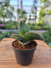 SANSEVIERIA SAMURAI P6