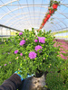 ASTER NOWOBELGIJSKI MAGIC LAVENDER P13 - LAWENDOWY