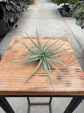 TILLANDSIA KATHY P10