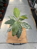 FICUS SNOWSTROM P9