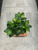 FICUS GINSENG P15