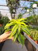 DRACENA LEMON SURPRISE P12