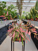 RHIPSALIS RED CORAL P14