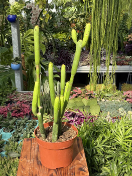 EUPHORBIA CEDORUM P13