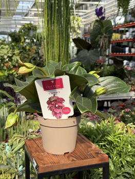 MEDINILLA 'CANDY' P14