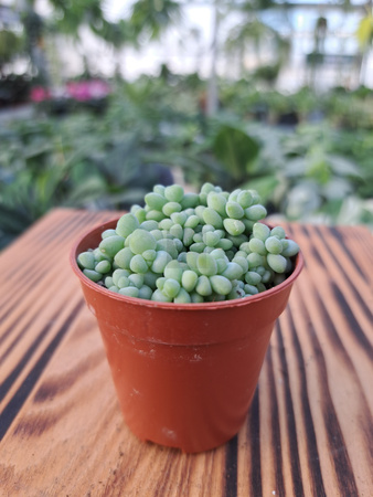 SEDUM BURRITO P5,5