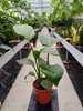 STRELITZIA NICOLAI P17