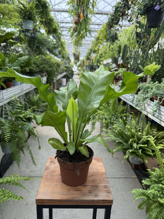 PAPROĆ ASPLENIUM NIDUS P12