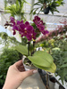 PHALENOPSIS AROMIO FRUITY MINI P7