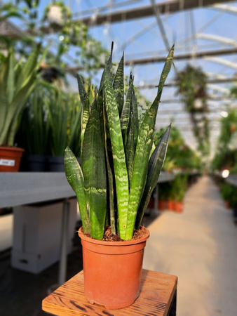 SANSEVIERIA BLACK CORAL P14