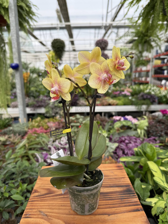 PHALENOPSIS INDY OPTIFRIEND MINI P7
