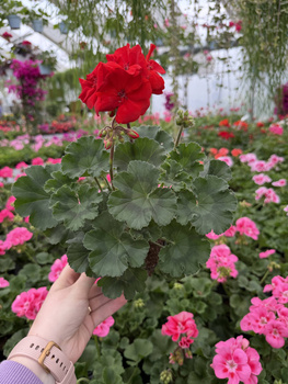 PELARGONIA STOJĄCA CZERWONA ZESTAW 6 SZTUK