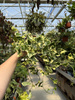 SENECIO VARIEGATUS P12