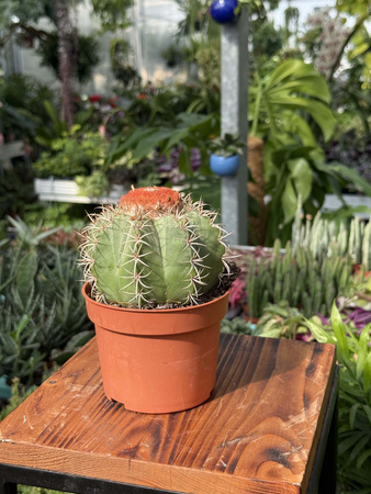 MELOCACTUS MATANZANUS P10