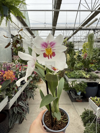 MILTONIOPSIS MIX P9