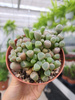 LITHOPS - ZIELONY P8