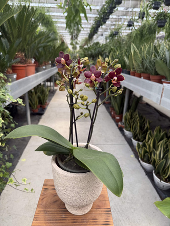 PHALENOPSIS LIMITED 48 P12
