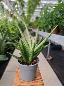 SANSEVIERIA ROYAL FAN P17