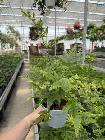 PAPROĆ PTERIS FAUREI P13
