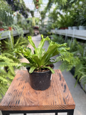 PAPROĆ ASPLENIUM LESLIE P9