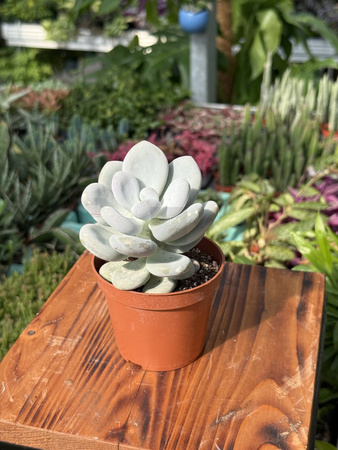 PACHYPHYTUM OVIFERUM P8