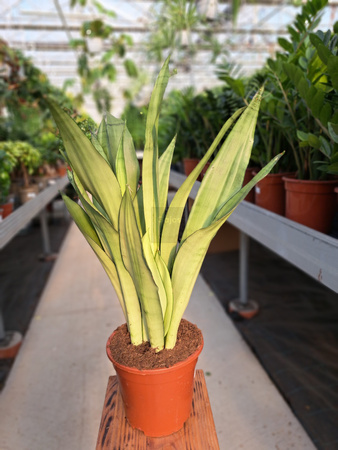 SANSEVIERIA MOONSHINE P17