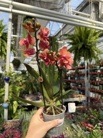 PHALENOPSIS ANTHURA BOLZANO P9