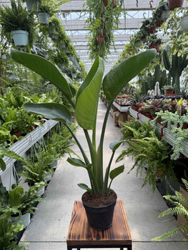 STRELITZIA NICOLAI P13