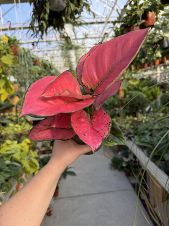 AGLAONEMA ROSE RED P12