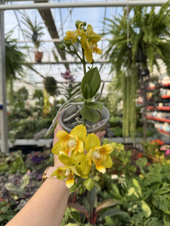 PHALENOPSIS NORMAN'S YELLOW BATMAN P12