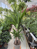 YUCCA ELEPHANTIPES P21