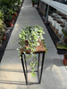 BLUSZ HEDERA HELIX WHITE WONDER P13