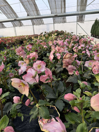 CIEMIERNIK WINTER BALLET KACY P15