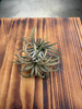 TILLANDSIA IONANTHA P10