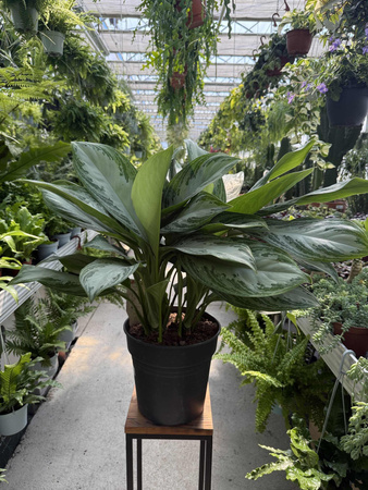 AGLAONEMA SILVER BAY P24